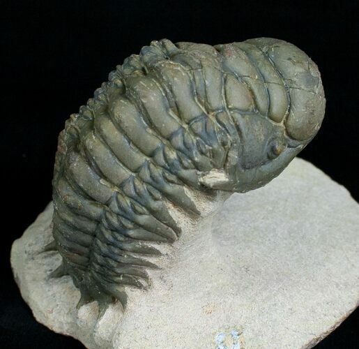 Nicely Prepared Crotalocephalina Trilobite #6116